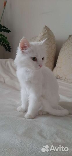 Турецкая ангора