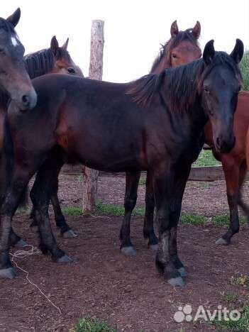 Лошади жеребец