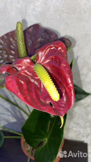 Антуриум арамон