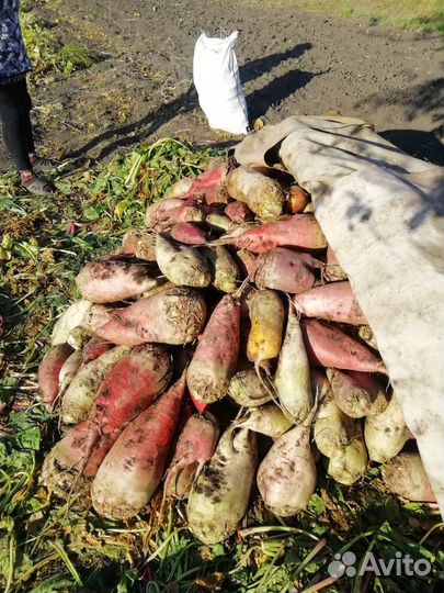 Свекла кормовая