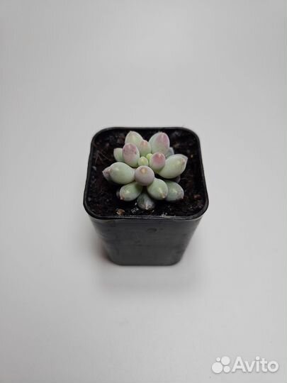 Суккуленты 1