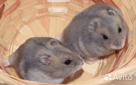 Красивые джунгарские хомячки из питомника