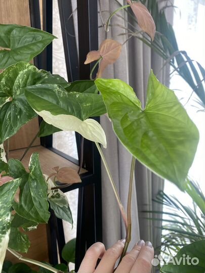 Сингониум imperial вайт