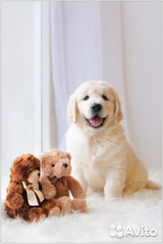 Клубные щенки ретривера