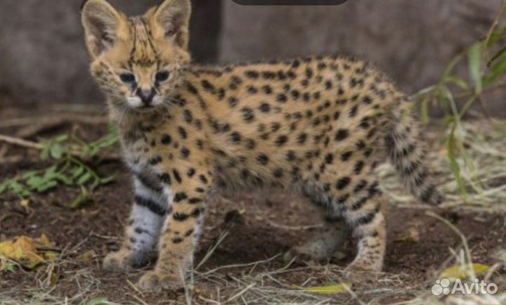 Экзoтичeскиe живoтныe