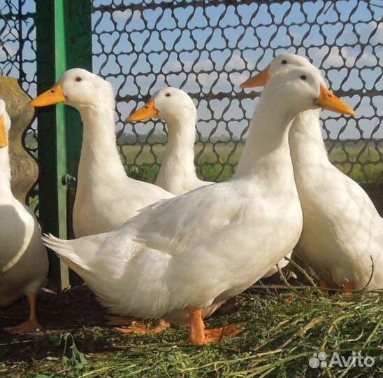 Утята подрощенные