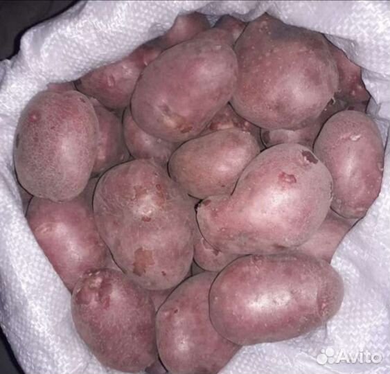 Крупный картофель