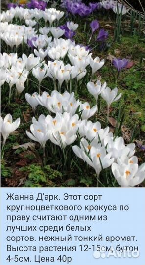 Луковицы крокусов, несколько сортов