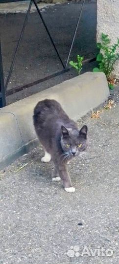 Котики и кошечка ищут добрых хозяев
