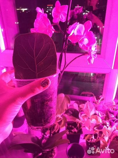 Фикус Лирата, Тинеке обмен