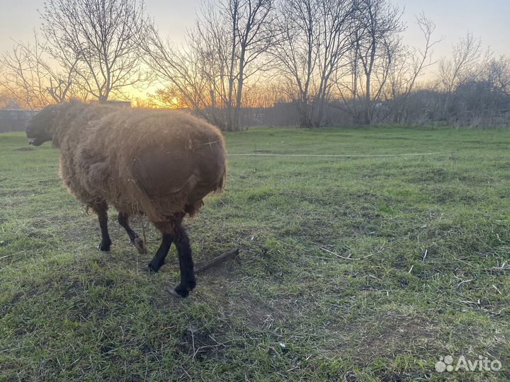 Корова, телки, телята, бараны