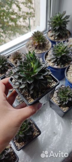 Суккуленты Эчеверия Эхеверия Блэк принц Black