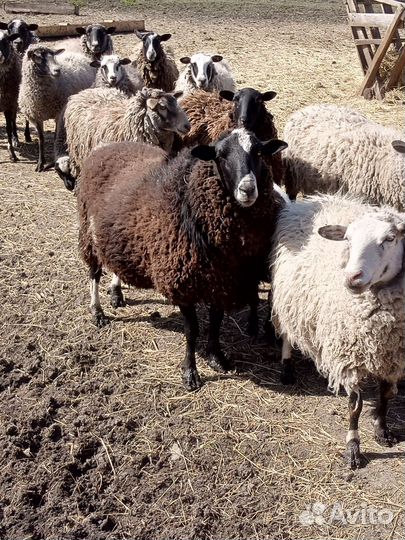 Баран Дорпер