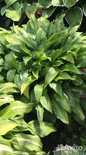 Цветы для дачи и сада