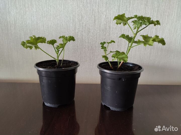 Пеларгония герань