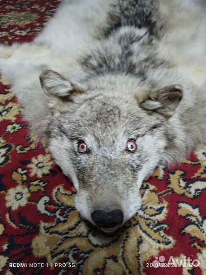 Шкура волка