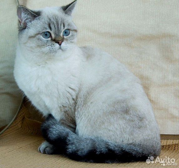 Клубная британочка кошечка