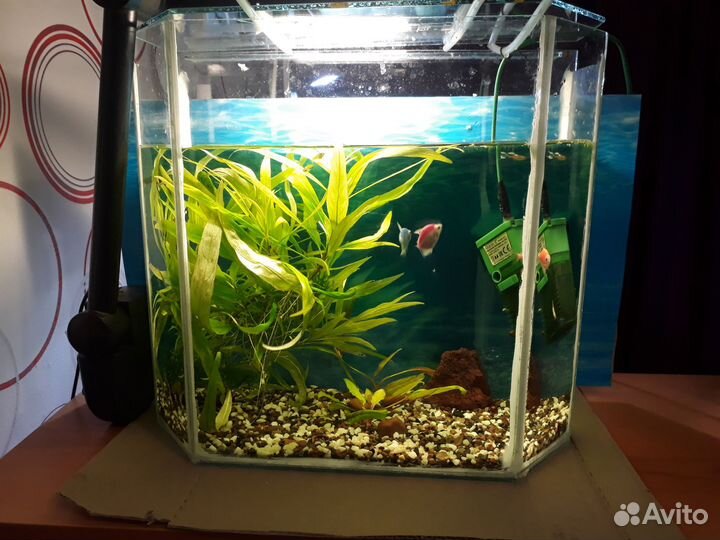 Аквариум с рыбками. 25литров