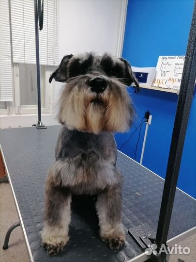 Стрижка собак и кошек. Груминг