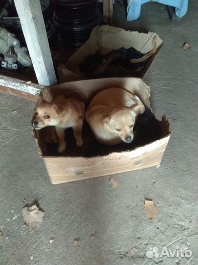 Собака в добрые руки отдам бесплатно