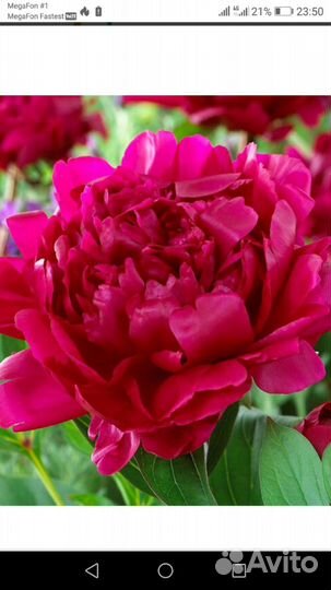 Пионы саженцы