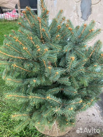 Ель голубая стриженная