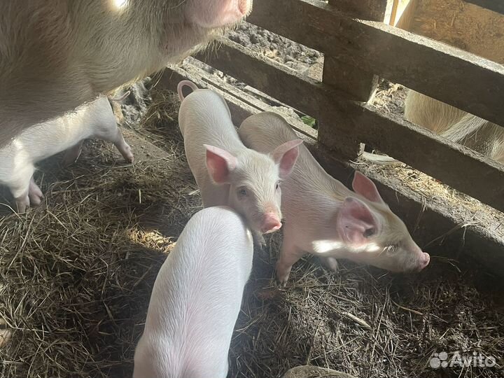 Парясята ландрас