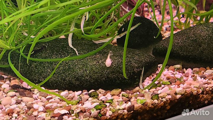 Мальки анциструса