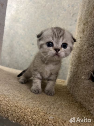 Шикарные котята
