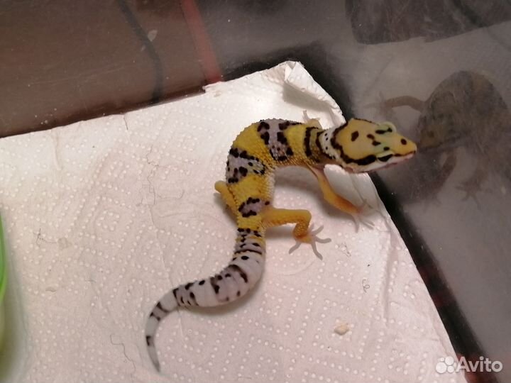 Самец эублефар нормал гет Ба