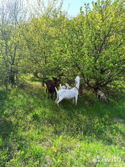 Продам козье молоко. Доставка бесплатно