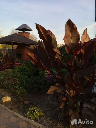 Цветы канны