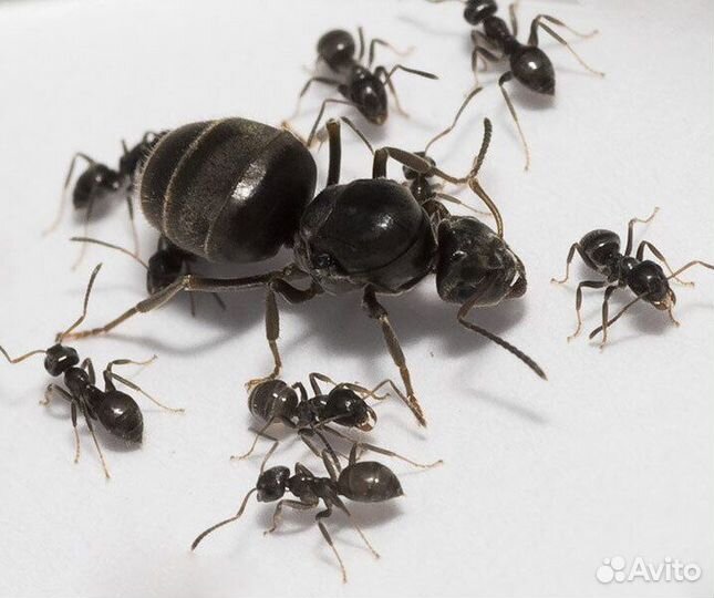 Муравьи Messor structor, Lasius niger, Жук знахарь
