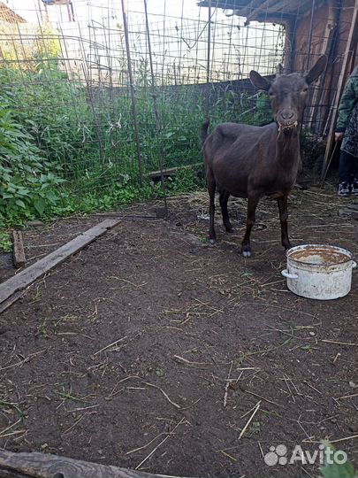Коза