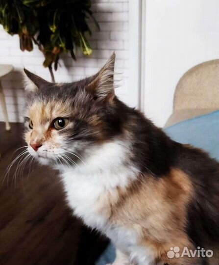 Кошечка ищет дом