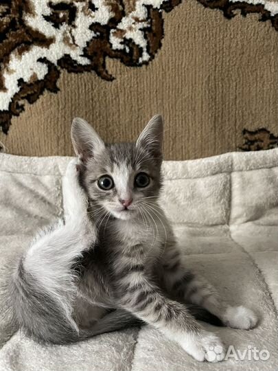 Отдам котенка в добрые руки