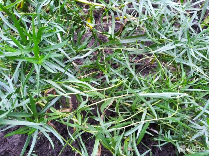 Тархун (эстрагон)