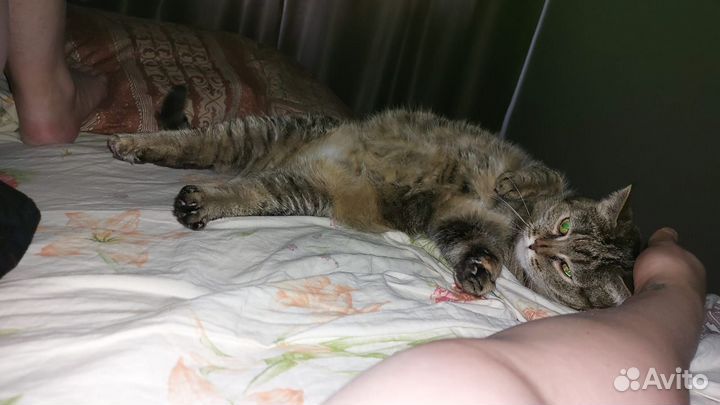 Кошки в добрые руки бесплатно