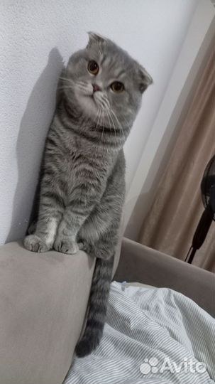Шотландский кот вязка
