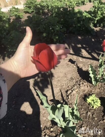 Тюльпаны(луковицы)