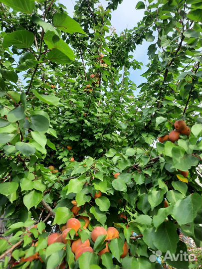 Саженцы плодовых деревьев