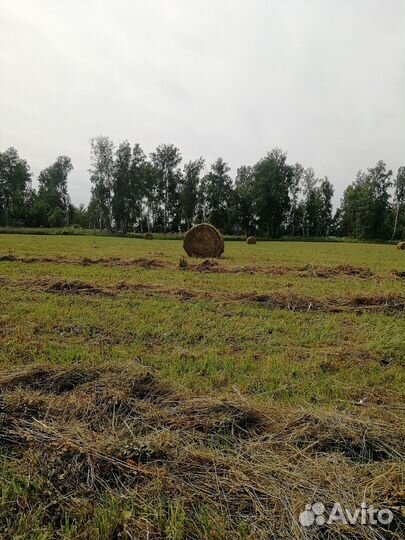 Сено в рулонах