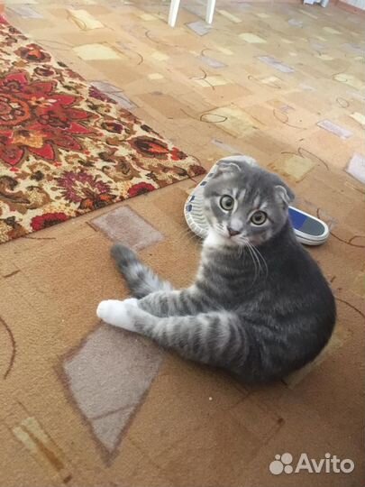 Вислоухий кот