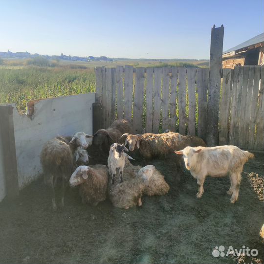Овцы бараны козы