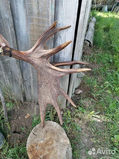 Продам рог лося