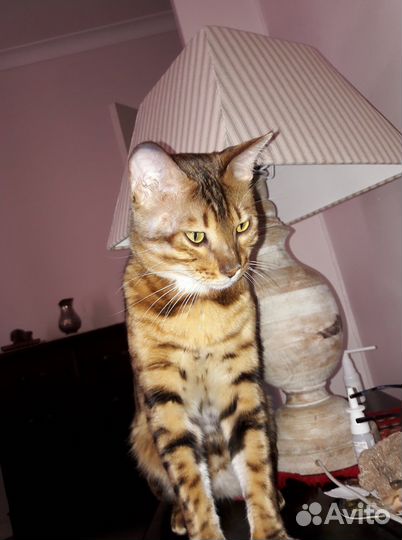 Передержка кошек