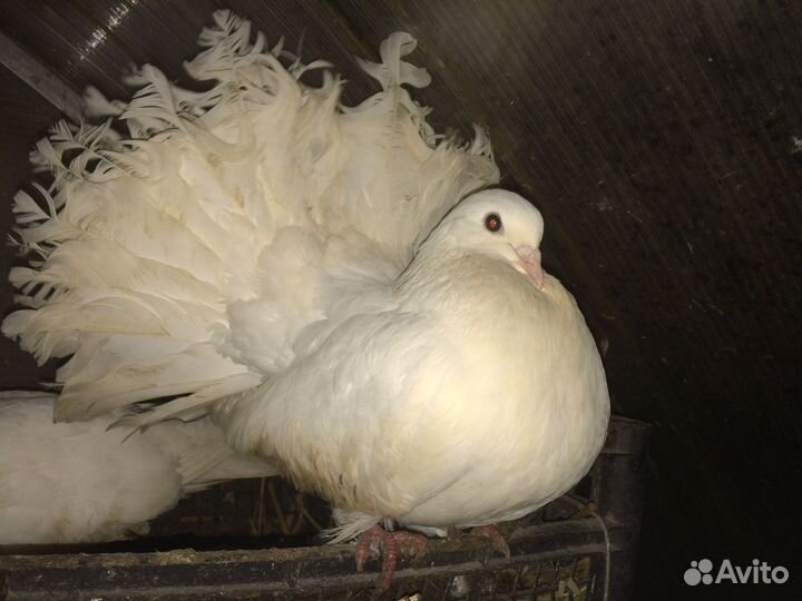 Голуби павлины