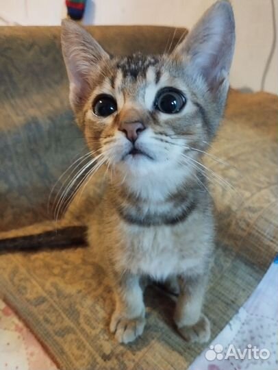 Абиссинские котята