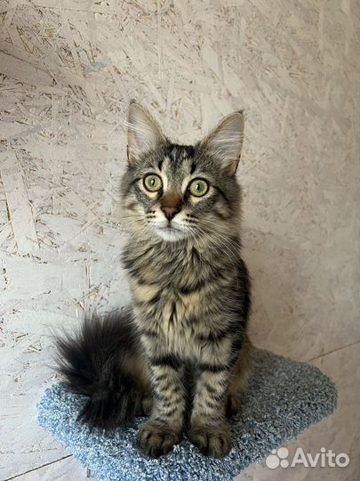 Кот котенок(4 мес) в добрые руки бесплатно