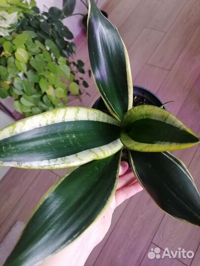 Сансевиерия